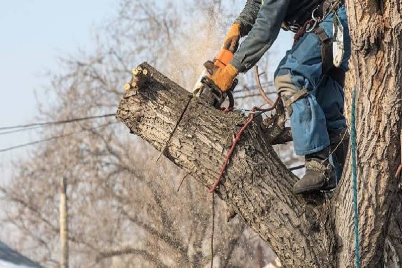 Tree Cutting Service