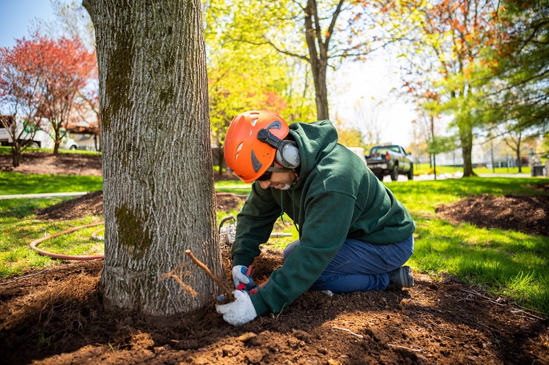 Root Cutting Service