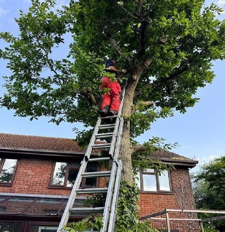 Tree Cutting Services